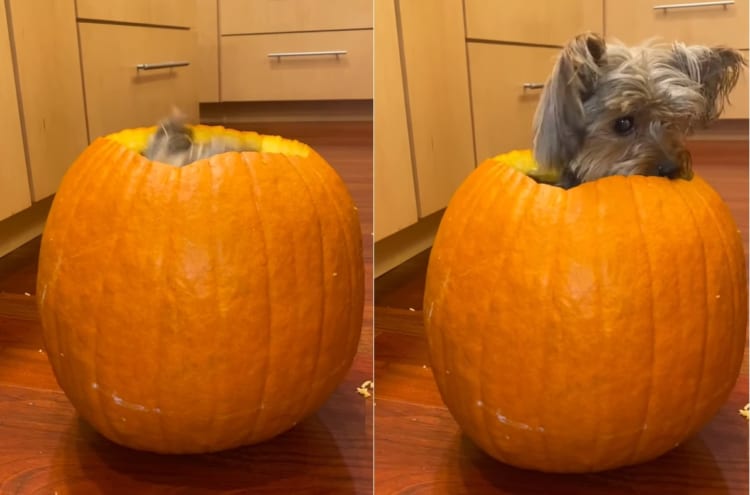 カボチャの中が気に入ったヨークシャー・テリア。名前を呼ばれてひょっこり顔を出す様子がとてもかわいい！！