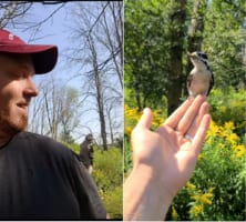 懐いちゃった？野生のキツツキが男性の肩に停まるといろいろコミュニケーションを取ってくれました