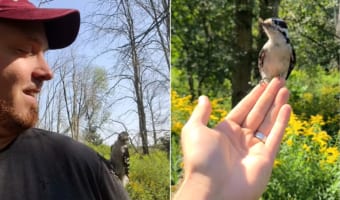 懐いちゃった?野生のキツツキが男性の肩に停まるといろいろコミュニケーションを取ってくれました