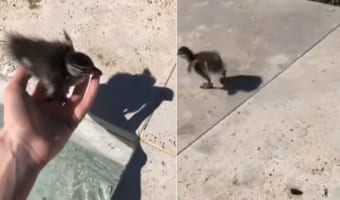 プールのコーナーにいたアヒルのヒナ。プールサイドに戻してあげると、駆けて転んでその勢いでまたプールに入っていったのでした