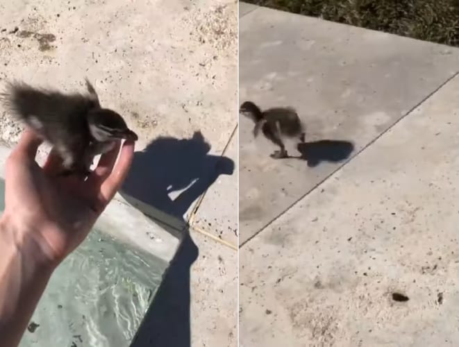 プールのコーナーにいたアヒルのヒナ。プールサイドに戻してあげると、駆けて転んでその勢いでまたプールに入っていったのでした