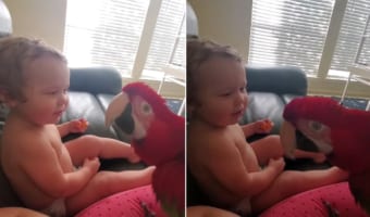 新しくお友達に赤ちゃんにしっかり挨拶する賢いコンゴウインコ。ところがある目論見が実はあったようで・・・