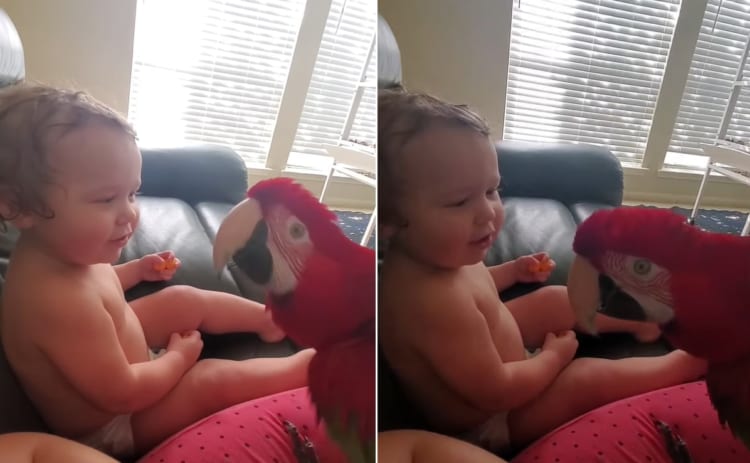 新しくお友達に赤ちゃんにしっかり挨拶する賢いコンゴウインコ。ところがある目論見が実はあったようで・・・