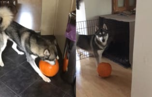 スープにしようと買ってきたカボチャ。これをボールと思い込んだハスキー犬が自分のオモチャにしてしまいました