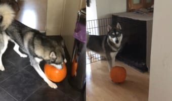 スープにしようと買ってきたカボチャ。これをボールと思い込んだハスキー犬が自分のオモチャにしてしまいました