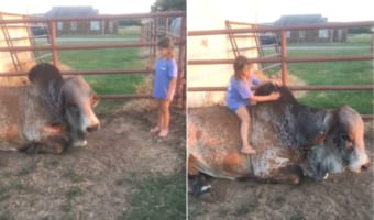 でっかい牛と親友な少女。牛は少女のために姿勢を低くすると、その大きな背中に乗せてあげるのでした