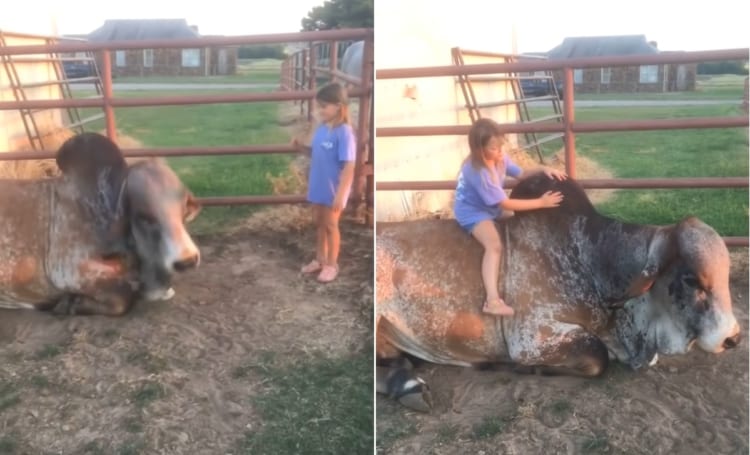 でっかい牛と親友な少女。牛は少女のために姿勢を低くすると、その大きな背中に乗せてあげるのでした