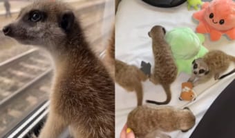 旅するミーアキャット。車窓からの眺めを楽しんだり、お部屋で遊んだりと旅行を満喫する姿がかわいすぎる!