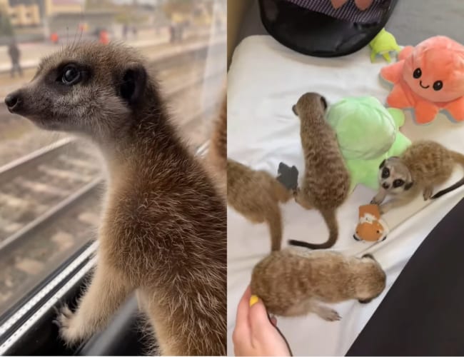 旅するミーアキャット。車窓からの眺めを楽しんだり、お部屋で遊んだりと旅行を満喫する姿がかわいすぎる！