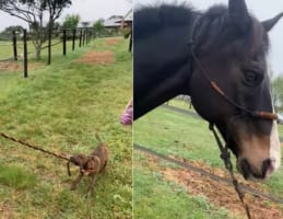 「こっちだよ！」体の大きな馬をパドックまで先導しようと甲斐甲斐しい姿を見せてくれたのは、なんと子犬でした！