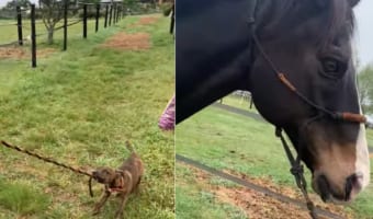 「こっちだよ！」体の大きな馬をパドックまで先導しようと甲斐甲斐しい姿を見せてくれたのは、なんと子犬でした！