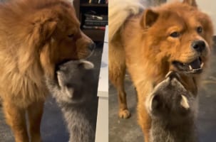 お友達のチャウチャウに「遊んで～」とせがむように抱き着くアライグマ。そんなアライグマにチャウチャウは・・・