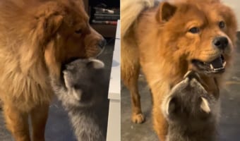 お友達のチャウチャウに「遊んで~」とせがむように抱き着くアライグマ。そんなアライグマにチャウチャウは・・・