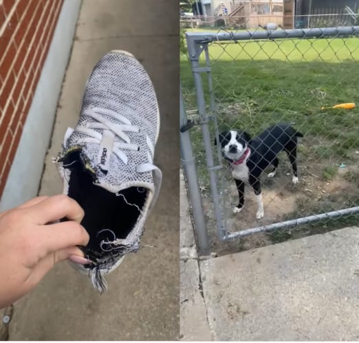 いたずらでボロボロになったスニーカー。愛犬たちに誰がやったのと証拠を突き付けて尋ねたところ・・・、犯人がボロを出しました