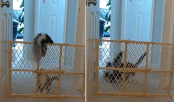 友情の脱出劇！子猫は友達のスカンクの前脚を引き、体を引っ張ることで柵越えを成功させると、一緒に遊びに行ったのでした