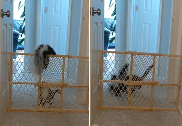 友情の脱出劇！子猫は友達のスカンクの前脚を引き、体を引っ張ることで柵越えを成功させると、一緒に遊びに行ったのでした