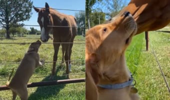 ゴールデンレトリバーの子犬と子馬は大の親友！ご挨拶したり、かけっこしたり一緒に遊んだりととても楽しそうです