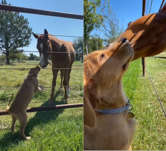ゴールデンレトリバーの子犬と子馬は大の親友！ご挨拶したり、かけっこしたり一緒に遊んだりととても楽しそうです