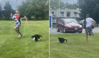 ぽちゃ猫だから動くの嫌いと思った？12kg以上ある体の大きな猫が駆ける！飼い主さんより速く走る！！