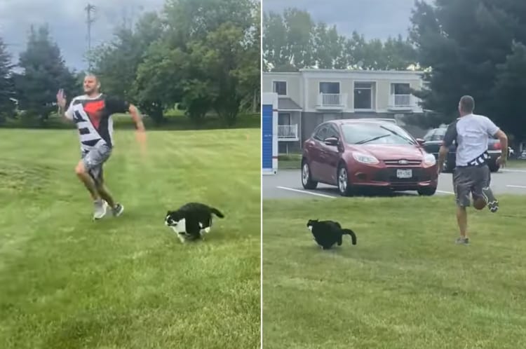 ぽちゃ猫だから動くの嫌いと思った？12kg以上ある体の大きな猫が駆ける！飼い主さんより速く走る！！