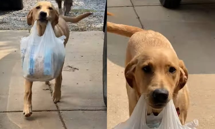 「お手伝いするワン！」レジ袋を飼い主さんに代わって玄関まで運ぶ愛犬の姿が実に誇らしげ