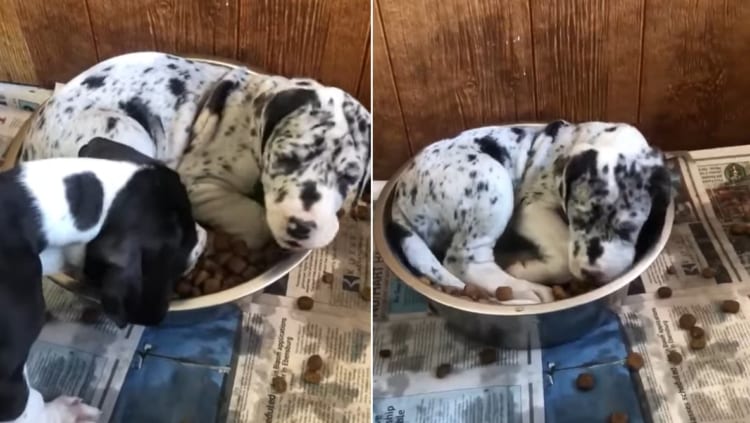 朝ごはんの盛られたトレイ。「ここをベッドにすれば最高なのでは？」と、この子犬は考えたようですが、なかなか思ったようにはいかないもので・・・