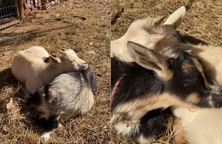 いい夢見ていそう。お互いの体を枕にしてお昼寝している2頭のヤギ