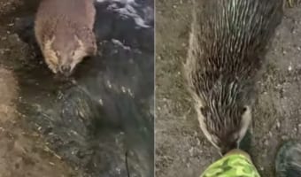 川をゆったりと下ってきたビーバー。挨拶してくれたかと思いきや・・・、泳いで去って行ってしまいました