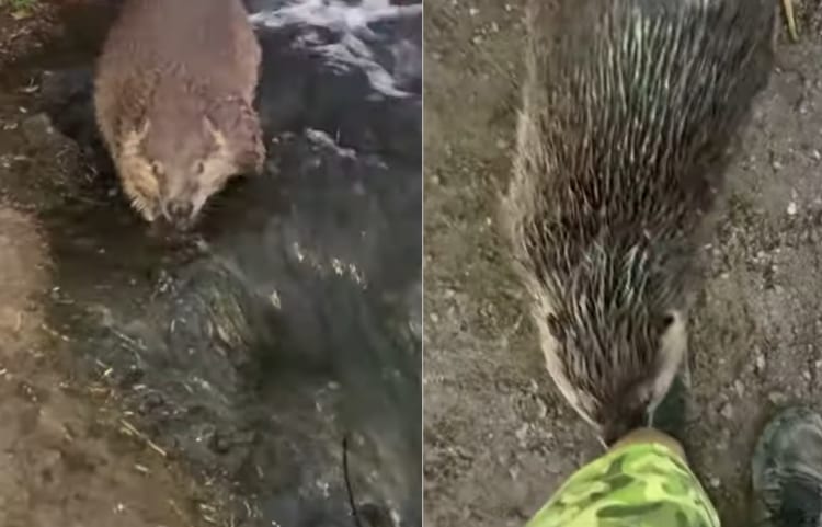 川をゆったりと下ってきたビーバー。挨拶してくれたかと思いきや・・・、泳いで去って行ってしまいました