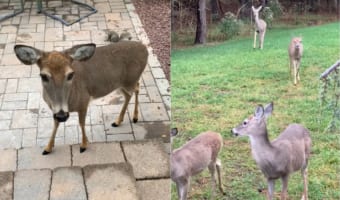 まるで童話の中の世界？！庭に佇むシカたち。しかも庭の奥に向かって朝の挨拶をすると、更にたくさんのシカがやってきたのです！！