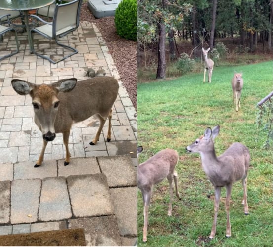 まるで童話の中の世界？！庭に佇むシカたち。しかも庭の奥に向かって朝の挨拶をすると、更にたくさんのシカがやってきたのです！！