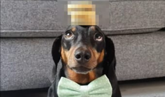 蝶ネクタイが似合っているダックスフンドが、頭にビスケットを乗せるチャレンジをしているのですが・・・、いったい何枚乗せられるかな??