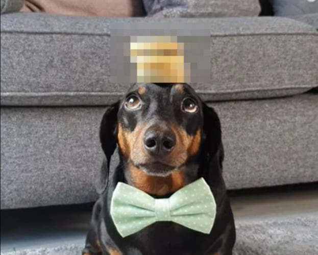 蝶ネクタイが似合っているダックスフンドが、頭にビスケットを乗せるチャレンジをしているのですが・・・、いったい何枚乗せられるかな？？