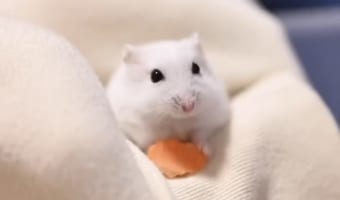 小さな口をぱくぱく。ごはんを食べるハムスターの様子をスロー動画で捉えたら・・・かわいすぎる!!
