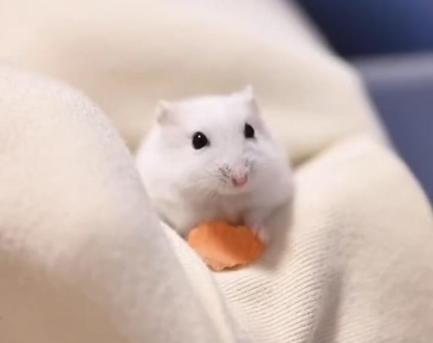 小さな口をぱくぱく。ごはんを食べるハムスターの様子をスロー動画で捉えたら・・・かわいすぎる！！