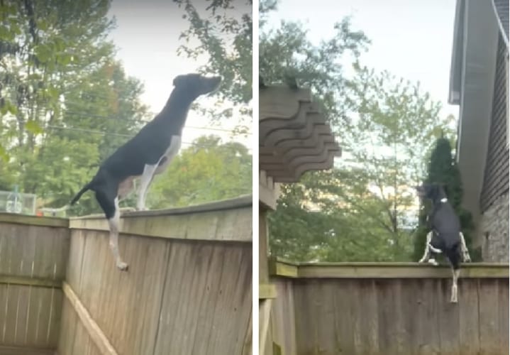 君はもしかして忍者？！驚異のウォールジャンプに三角飛びまで圧倒的なパフォーマンスを披露する犬