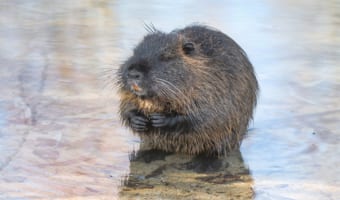 「ヌートリア」とはどんな動物?かわいい姿に見えるけど、害獣って本当?見つけたらどうしたらいいの?