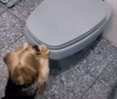 「上手にできました！」人間用のは蓋が開けられないほど大きいけれど、愛犬のためにちょうどいいサイズのおトイレが用意されていました！