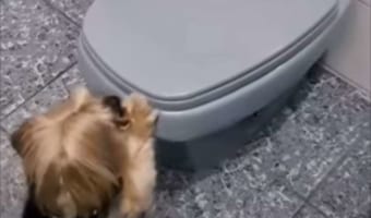 「上手にできました！」人間用のは蓋が開けられないほど大きいけれど、愛犬のためにちょうどいいサイズのおトイレが用意されていました！