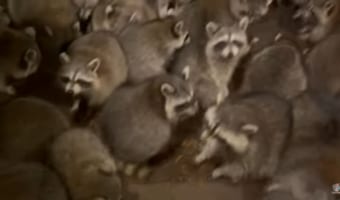 ワラワラワラワラ。玄関には食事を求めてアライグマがいっぱい詰めかけていました！！