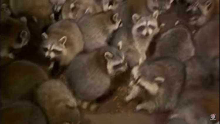 ワラワラワラワラ。玄関には食事を求めてアライグマがいっぱい詰めかけていました！！