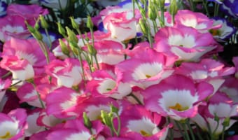 リシアンサスの花言葉は？トルコキキョウやユーストマとの違いはなに？