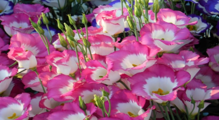 リシアンサスの花言葉は？トルコキキョウやユーストマとの違いはなに？