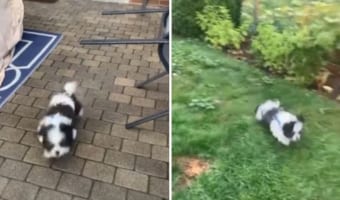 裏庭に初めて来て大喜びする子犬。ところが、飼い主もビックリする思わぬアクシデントが発生しました！！