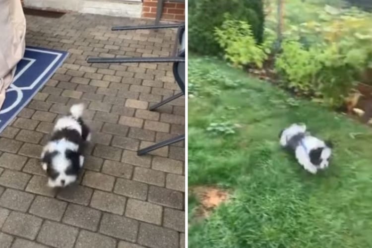 裏庭に初めて来て大喜びする子犬。ところが、飼い主もビックリする思わぬアクシデントが発生しました！！