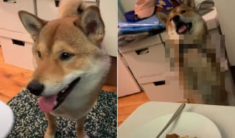「これ食べたいワン!」おいしそうなおやつを目にした柴犬が、どうしても食べたいんだと猛アピールをしてきました!