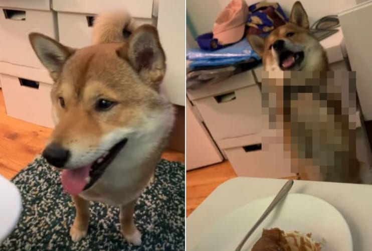 「これ食べたいワン！」おいしそうなおやつを目にした柴犬が、どうしても食べたいんだと猛アピールをしてきました！