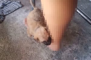 おやすみ中の子犬、ブランコに揺られ気持ちよさそう・・・と思ったら、そのブランコって？？