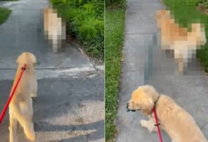2匹の愛犬と楽しく散歩中と思ったら・・・、あれ？1匹のリードを持っているのは？？
