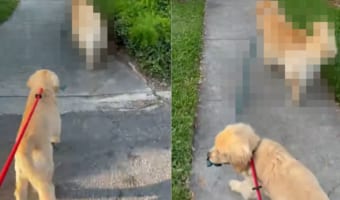 2匹の愛犬と楽しく散歩中と思ったら・・・、あれ?1匹のリードを持っているのは??